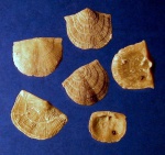 Antigonambonites plana Antigonambonites plana