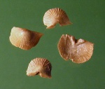 Apomatella ingrica