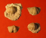 Platystrophia sp. nov. Platystrophia sp. nov.