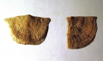 Raunites strophomenoida