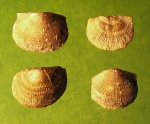 Atelelasma sp. nov?