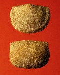 Progonambonites inflexus