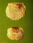 Iru concava