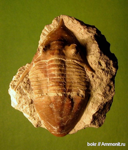 трилобиты, ордовик, Ленинградская область, Megistaspidella, Megistaspidella extenuata, Megistaspidae, Ordovician