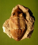 Megistaspidella extenuata