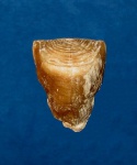 Inversella angulata