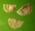 Ingria nefedyewi