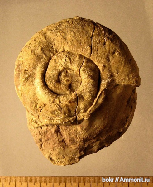 ордовик, Ленинградская область, Nautiloidea, Tarphycerida, Каськовский карьер, Schroederoceras, Ordovician