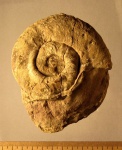 Schroederoceras spongistratum