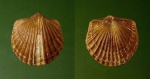 Orthambonites calligramma