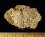 Chasmatopora furcata