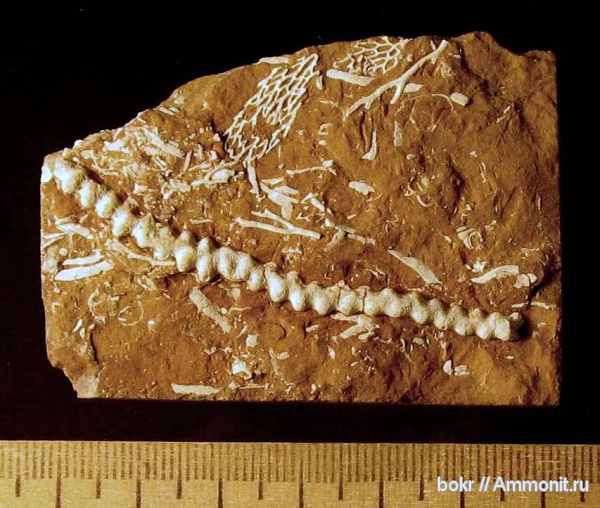ордовик, мшанки, Ленинградская область, Bryozoa, кукерситы, batostoma, Ordovician