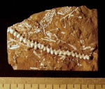 Batostoma sp.