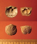 Estlandia marginata