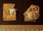 Vellamo sp.