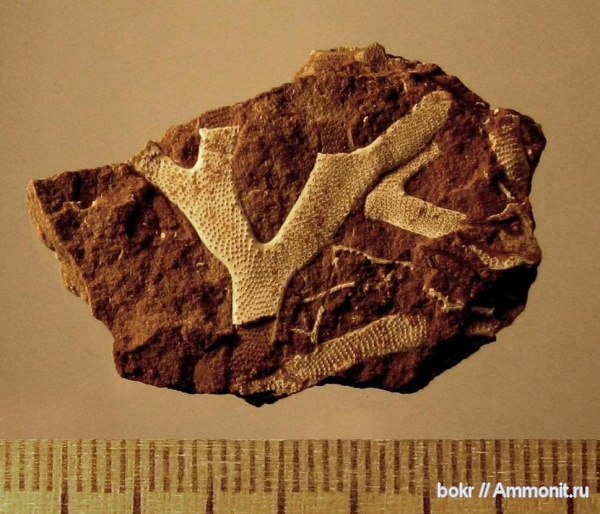 ордовик, мшанки, Ленинградская область, Bryozoa, кукерситы, graptodictya, Ordovician