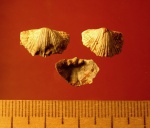 Oxoplecia dorsata
