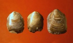 Pseudolingula lata