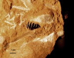 Conodont?