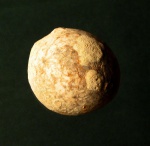 Echinosphaeritus с наросшими мшанками