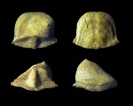 Clinambon anomalis  с приросшей раковиной Philhedra