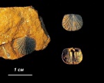 Paucicrura navis