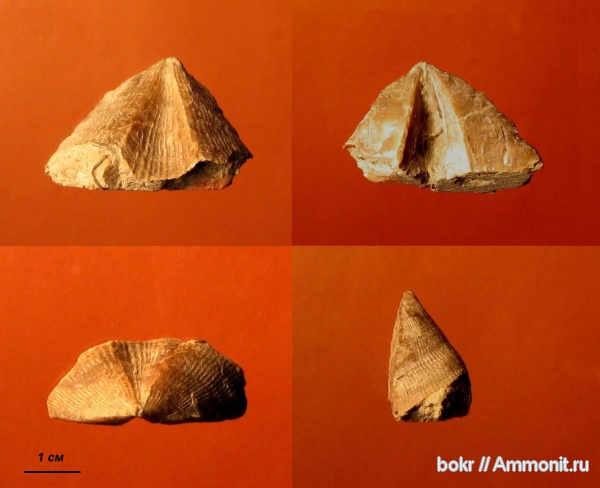 брахиоподы, девон, Devonian, Cyrtospirifer, Spiriferida, Новгородская область