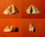 Cyrtospirifer schelonicus f. tenticula