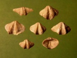 Anathyris helmerseni