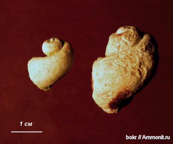 гастроподы, девон, Devonian, Новгородская область
