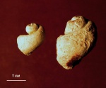 Гастропода Elasmonema?