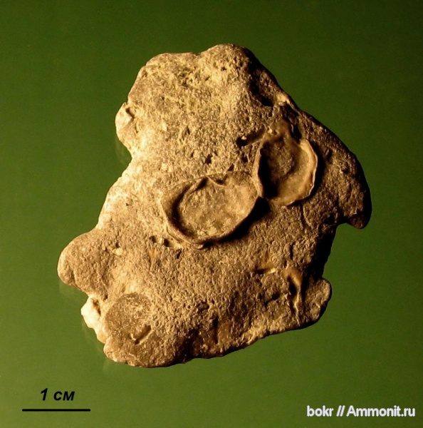 брахиоподы, девон, Devonian, Productida, Псковская область, irboskites
