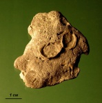 Брахиоподы Irboskites fixatus
