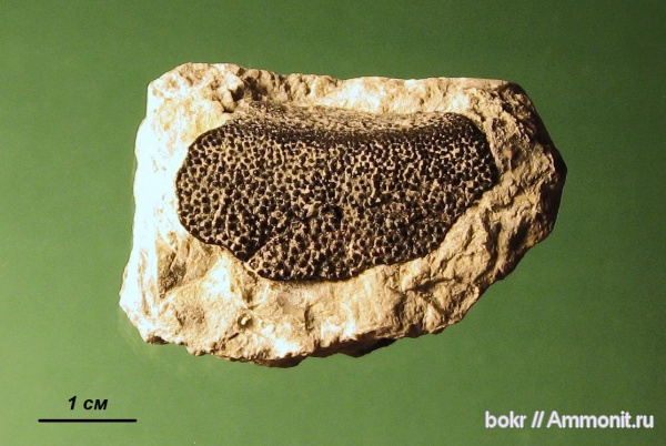 девон, Devonian, Placoderma, Псковская область