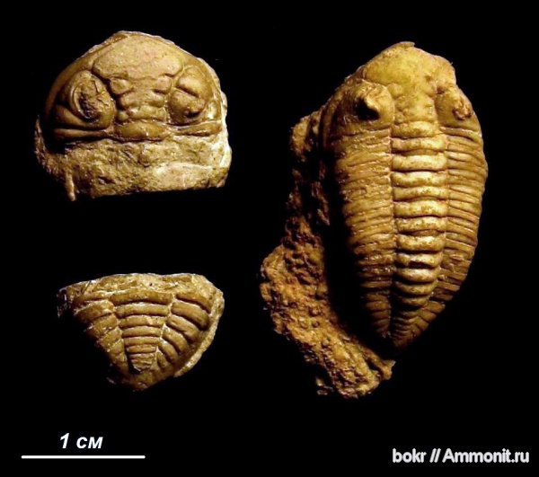 трилобиты, ордовик, Ленинградская область, Phacopida, Pterygometopus, pterygometopus sclerops, Ordovician