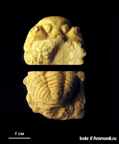 трилобиты, ордовик, Ленинградская область, Phacopida, Chasmops, chasmops marginata, Pterygometopidae, Chasmops marginatus, Ordovician
