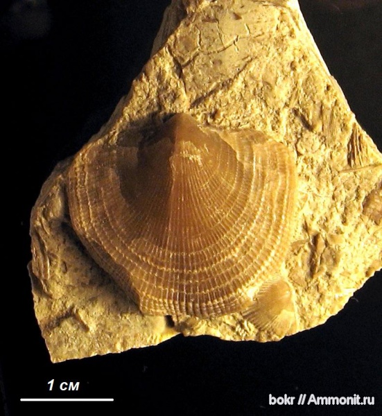 брахиоподы, девон, Devonian, Atrypa, Atrypida, Новгородская область, Atrypa koloschka