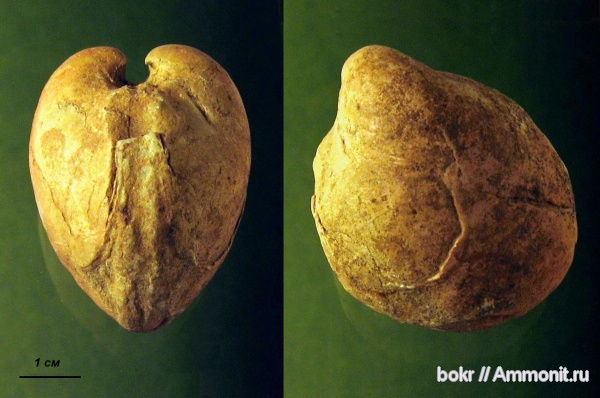 девон, Devonian, Ленинградская область, bivalvia, schizodus, schizodus devonicus