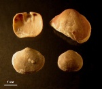 Брахиоподы Schizophoria sp.