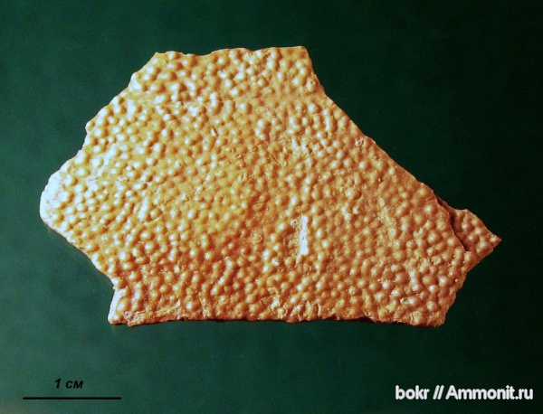 девон, Devonian, Ленинградская область, Placoderma, plourdosteus