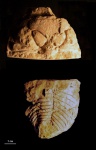 Toxochasmops extensus