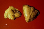 Megistaspidella triangularis