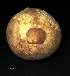 Беззамковая Crania, приросшая к Echinosphaerites