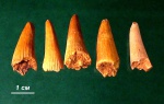 Glyptolepis sp.