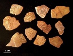 Фрагменты чешуй Glyptolepis sp.