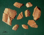 Homostius? sp.