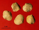 Брахиоподы Comiotoechia bifera