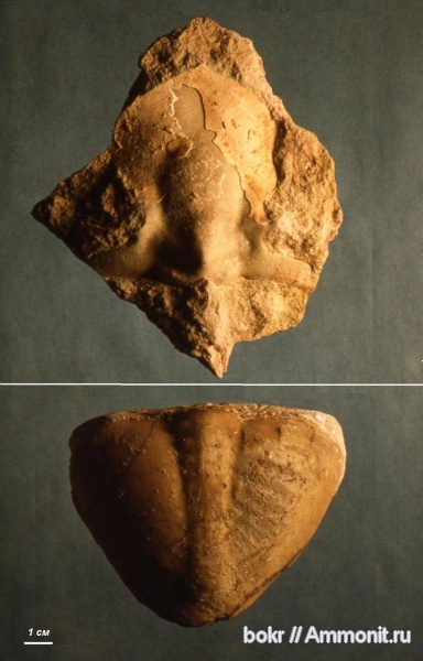 ордовик, Ленинградская область, Megistaspis, Asaphida, Megistaspis limbata, Ordovician