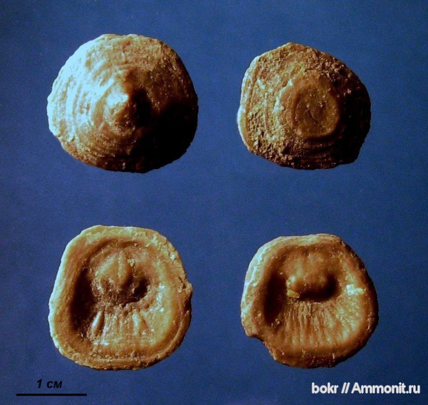 брахиоподы, ордовик, Ленинградская область, Craniida, Pseudocrania, Pseudocrania petropolitana, Ordovician