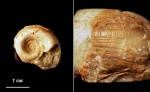 Гастропода Kokenospira retifera